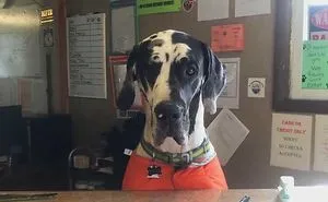 40 Dogs Who Have Real Jobs