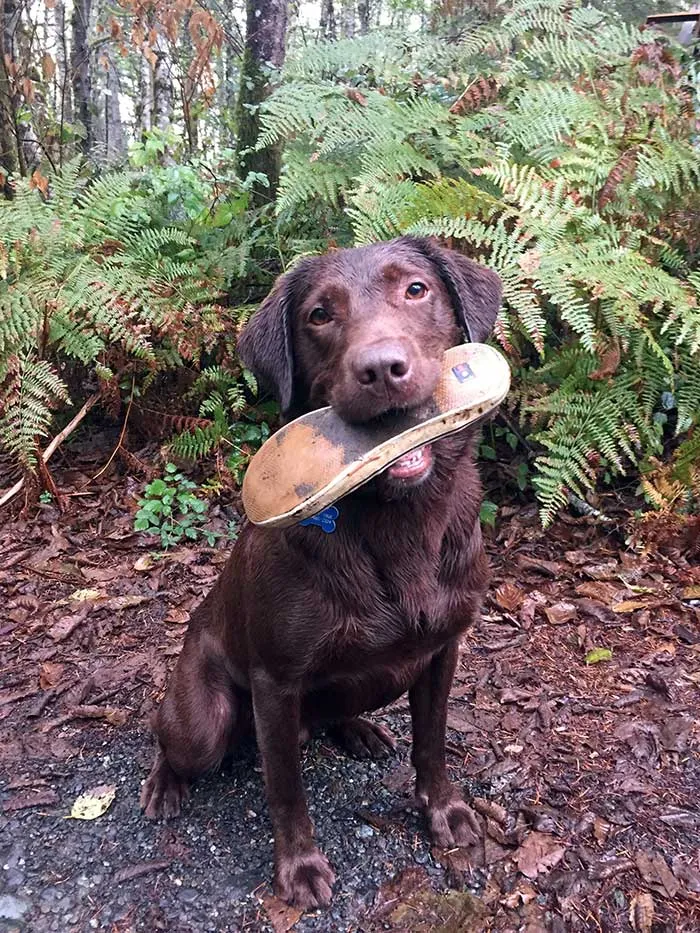 Pickle, un perro de búsqueda y rescate, con el zapato que ha encontrado