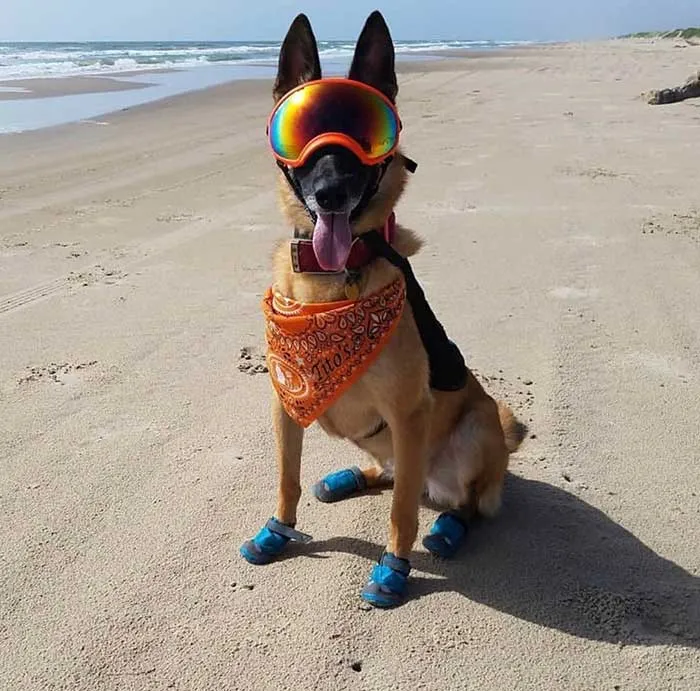 Este perro está entrenado para excavar nidos de tortugas marinas para incubar los huevos de forma segura y liberarlos tras nacer