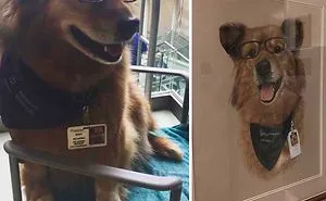 40 Dogs Who Have Real Jobs