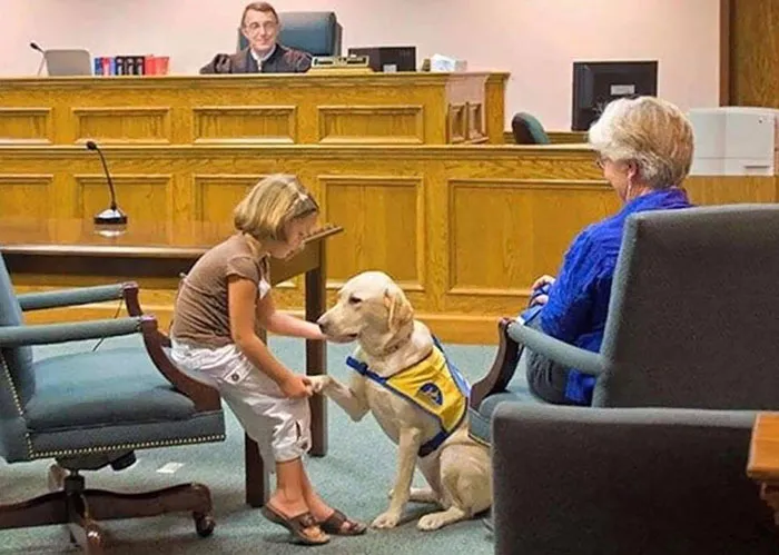 Este perro ayuda a los niños a testificar