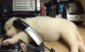 40 Dogs Who Have Real Jobs