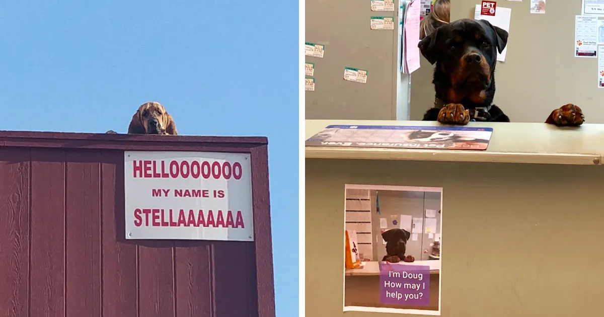 40 Perros con trabajos de verdad