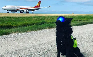 40 Dogs Who Have Real Jobs