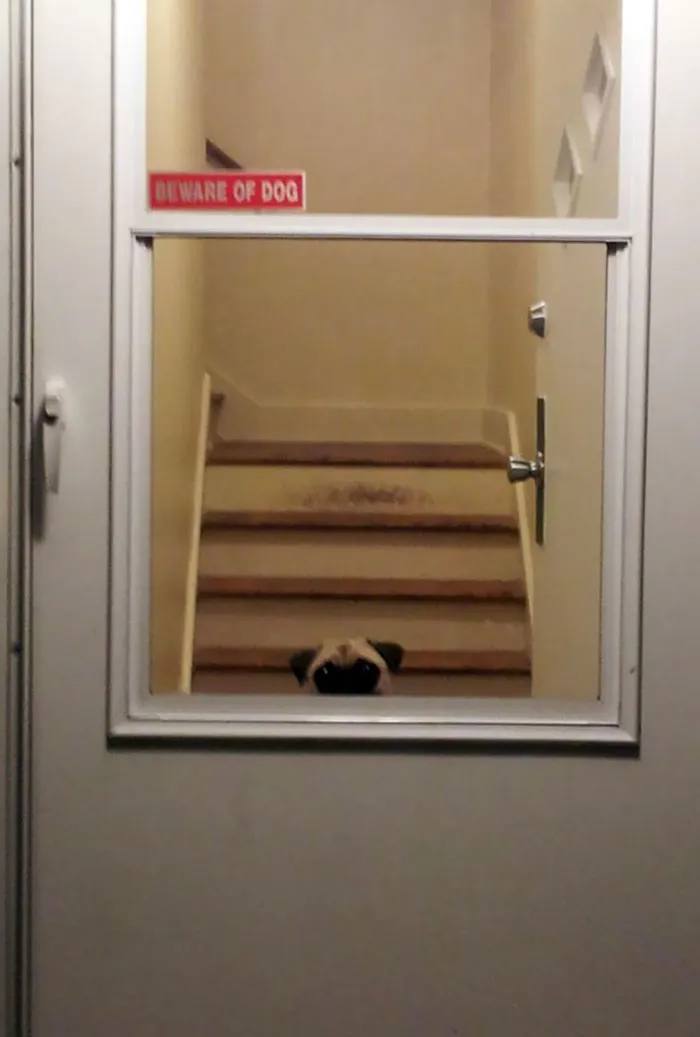 Beware Of Dog (Because She Is So Vicious)