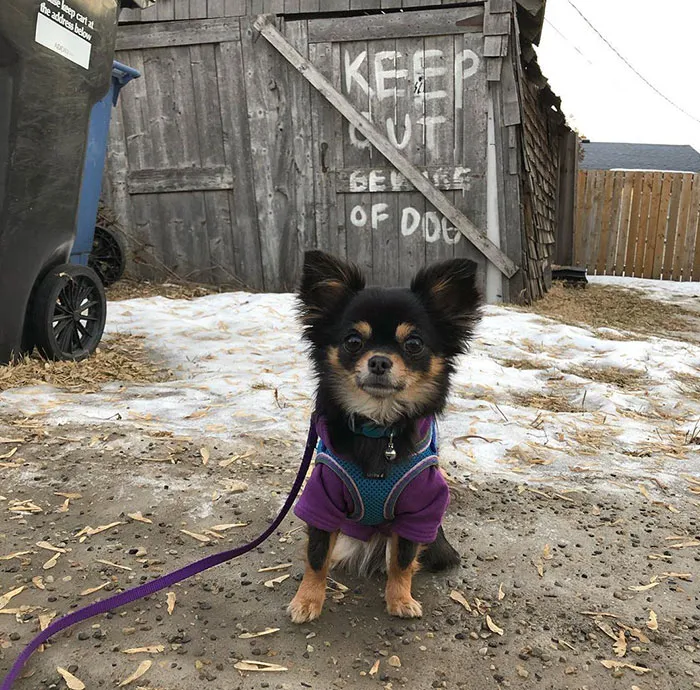 No entrar. Cuidado con el perro