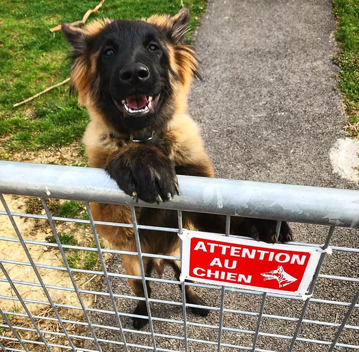 Beware Of Dog