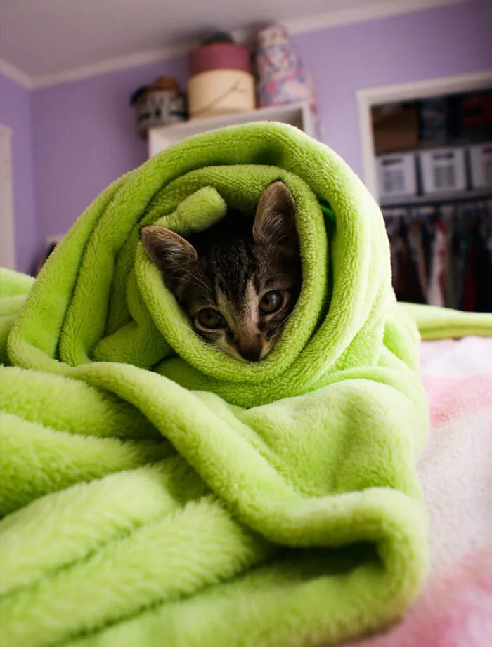 We Can't Wrap Our Heads On How Cute These Purrito Cat Wraps Are