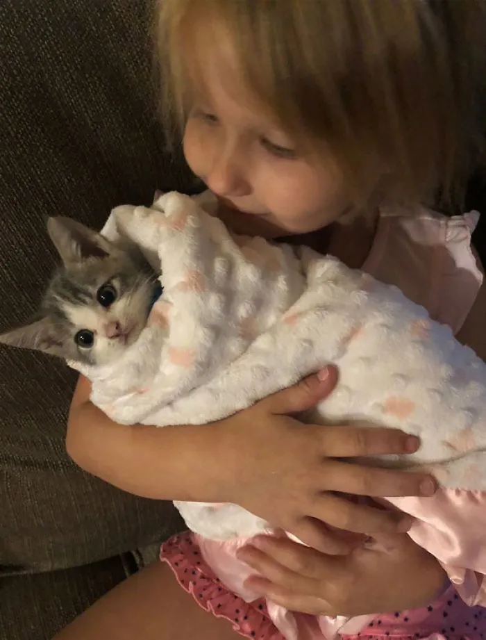 We Can't Wrap Our Heads On How Cute These Purrito Cat Wraps Are