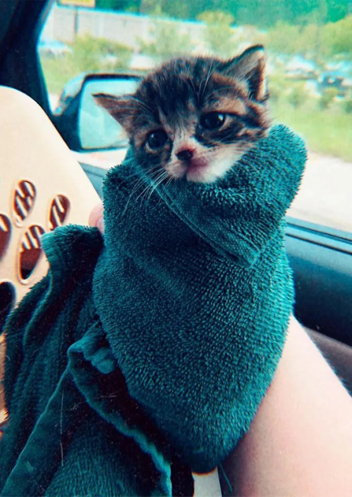 We Can't Wrap Our Heads On How Cute These Purrito Cat Wraps Are