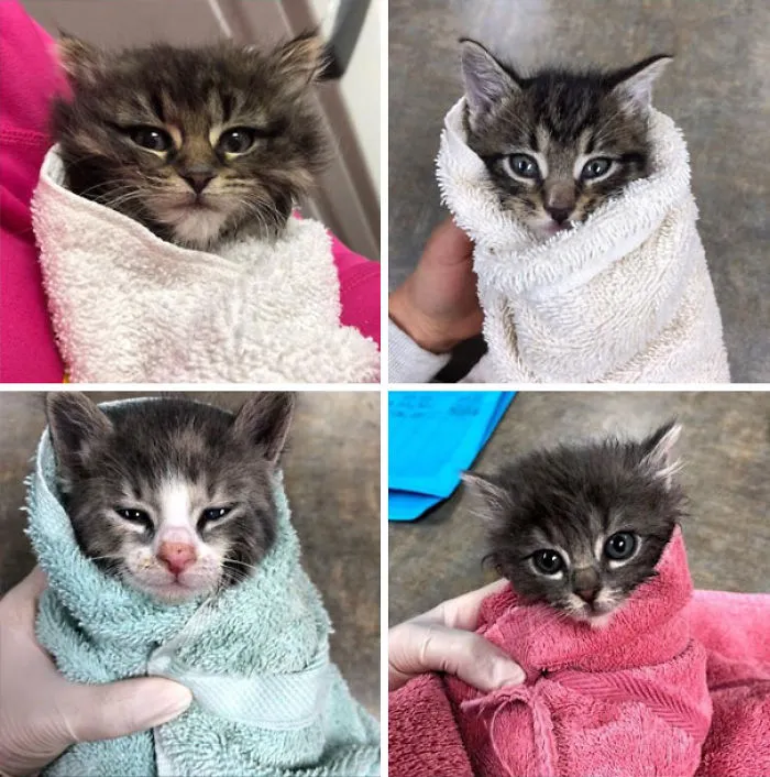 We Can't Wrap Our Heads On How Cute These Purrito Cat Wraps Are