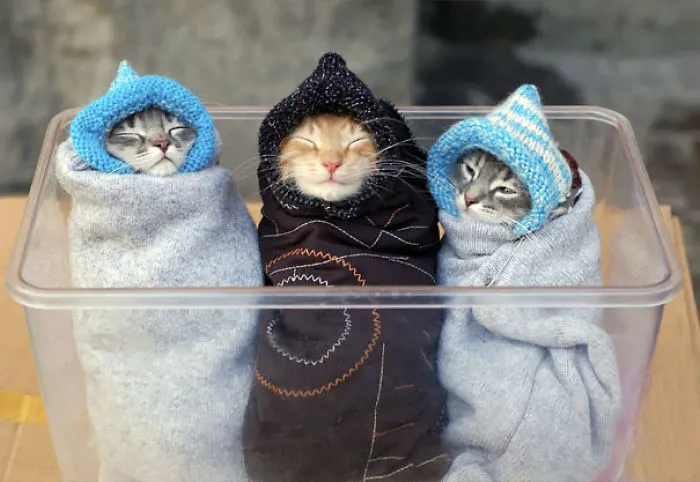 We Can't Wrap Our Heads On How Cute These Purrito Cat Wraps Are