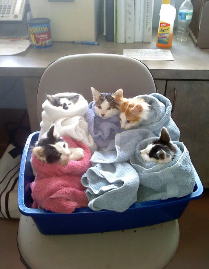 We Can't Wrap Our Heads On How Cute These Purrito Cat Wraps Are