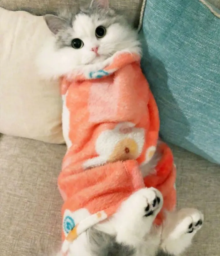 We Can't Wrap Our Heads On How Cute These Purrito Cat Wraps Are