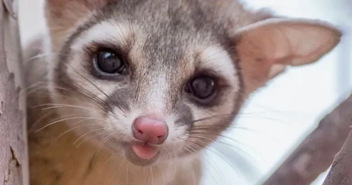 People Are Loving These Adorable Ringtail Cats That Are Native To North America