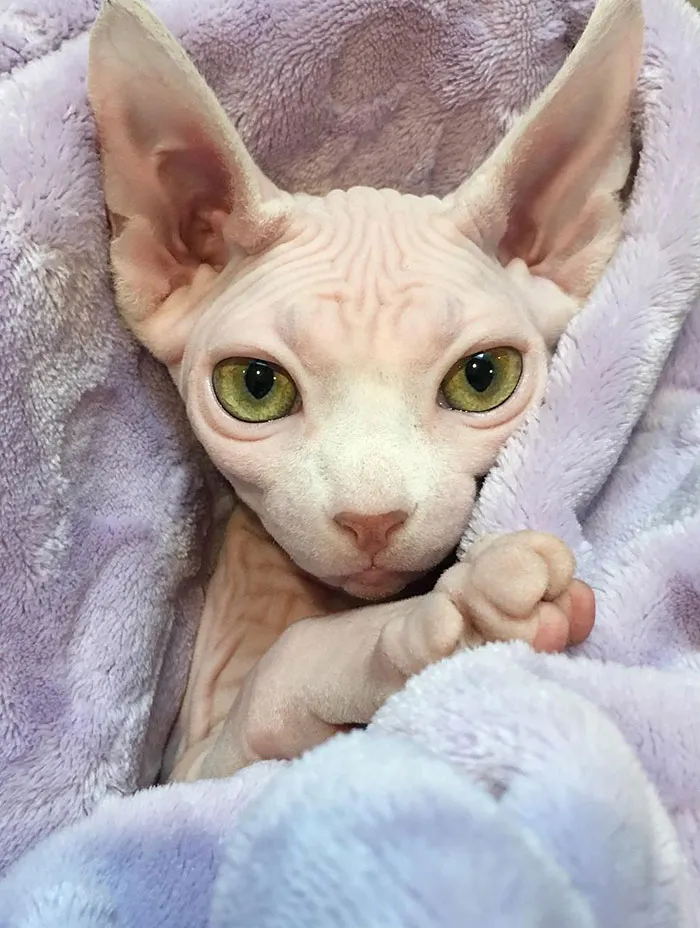 Baby Penelope