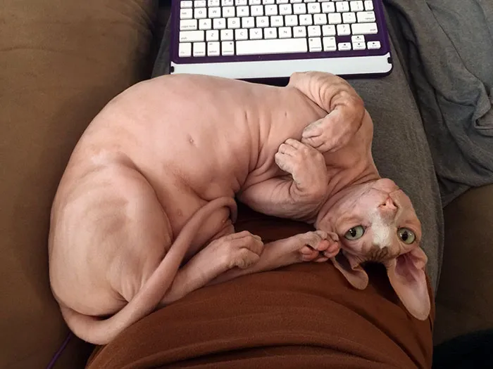 Here’s My Little Man Zoidberg