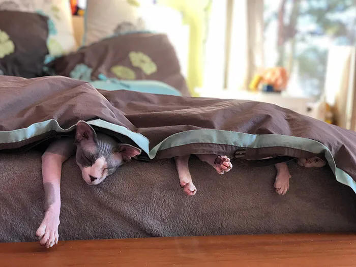 A Lazy Sunday