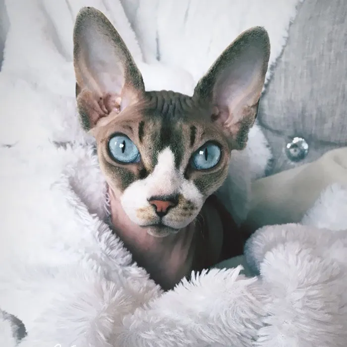 "Ears Perk Up When I Hear Food"