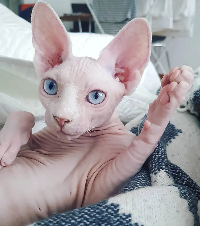 Hello Everybody