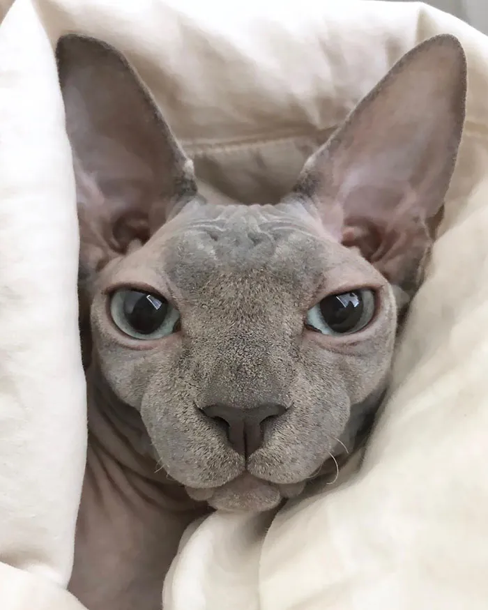 Patiently Waiting For Some Boops