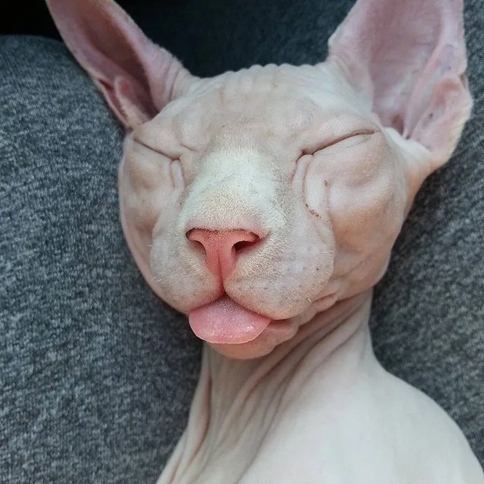 Out With Tongue Out