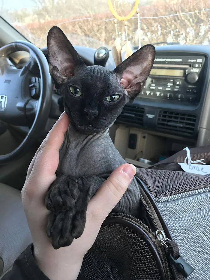 Brae Got Spayed Yesterday. Very Loopy In The Car But Doing Better