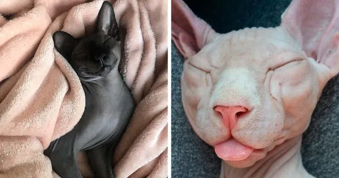Meet Sphynx Cats - The Most Adorable Hairless Felines