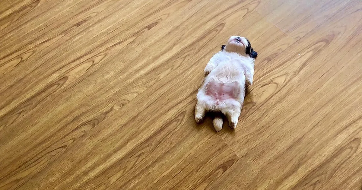 Este cachorro duerme como si se hubiera "apagado", y es ridículamente adorable (30 fotos)
