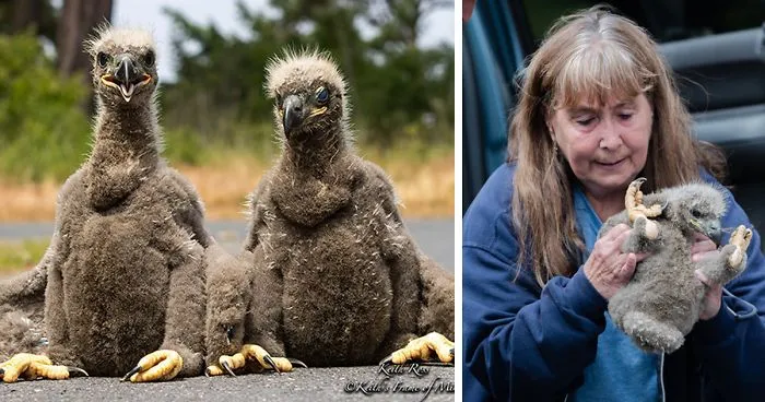 Someone Found Two Eaglets That Fell Out Their Nest, People Team Up To Rescue Them