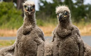 Someone Found Two Eaglets That Fell Out Their Nest, People Team Up To Rescue Them