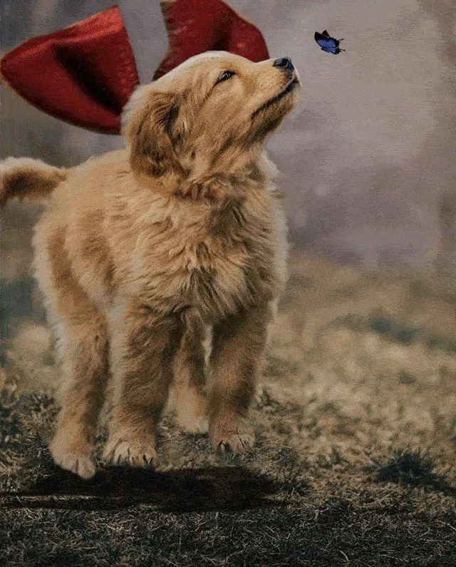 Picture Of A Beautiful Puppy With A Butterfly Inspired A Photoshop Battle And Here Are 11 Of The Best Examples