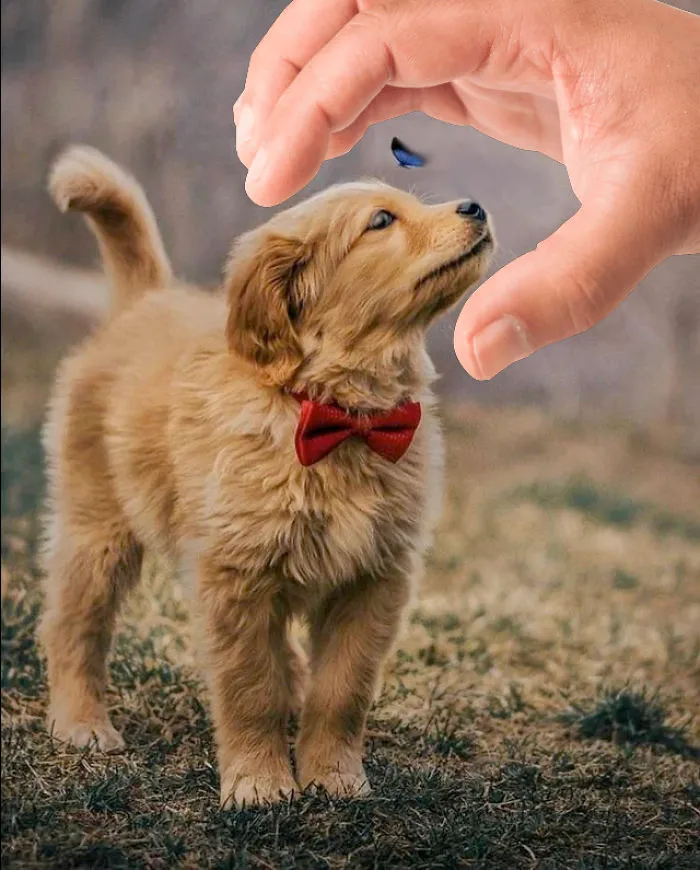 Picture Of A Beautiful Puppy With A Butterfly Inspired A Photoshop Battle And Here Are 11 Of The Best Examples