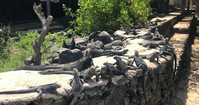 Marine Iguana Breeding Center