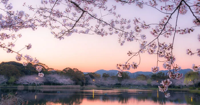Japan's Oldest Cherry Tree