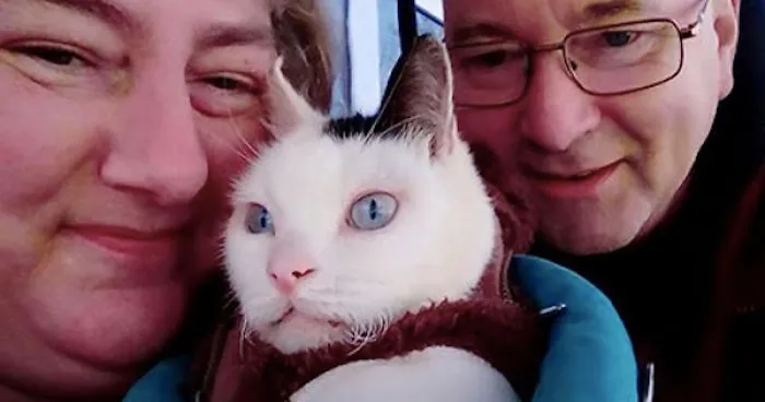 Paralyzed Kitty Toby Has Passed Away