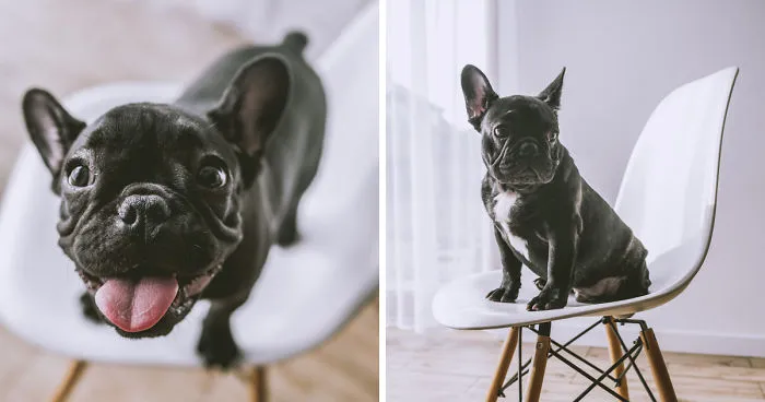 I Took Photos Of Cute Bulldogs