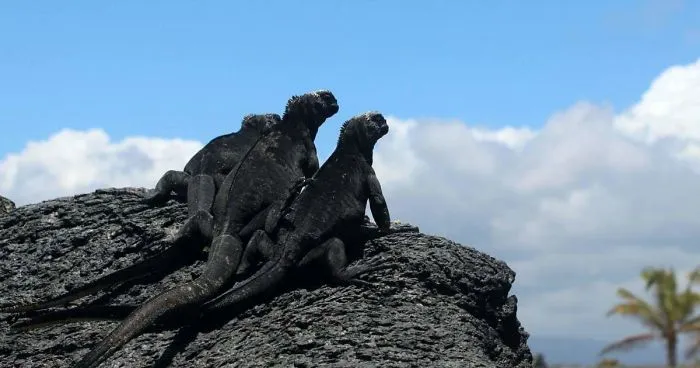 Marine Iguana Fight At Private Breeding Center On Isabela Island,  Galápagos