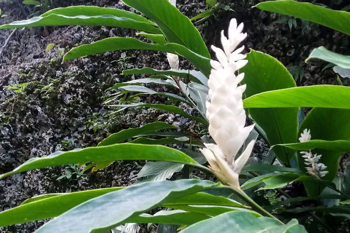 I Spent A Few Hours Exploring Andromeda Botanic Gardens