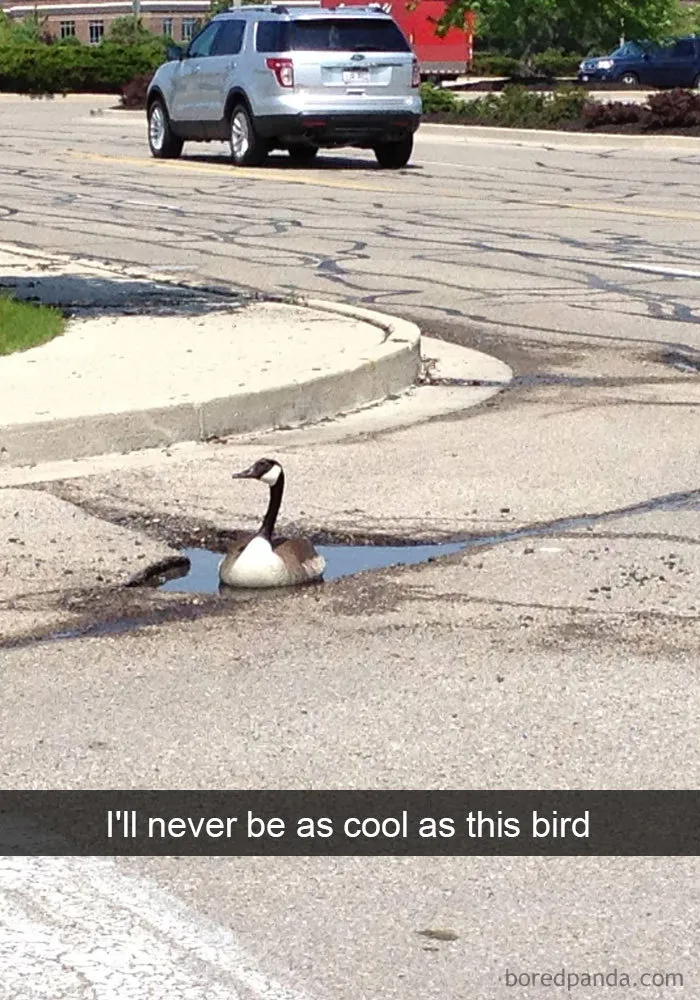 50 Times Birds Were So Funny, People Just Had To Snapchat Them