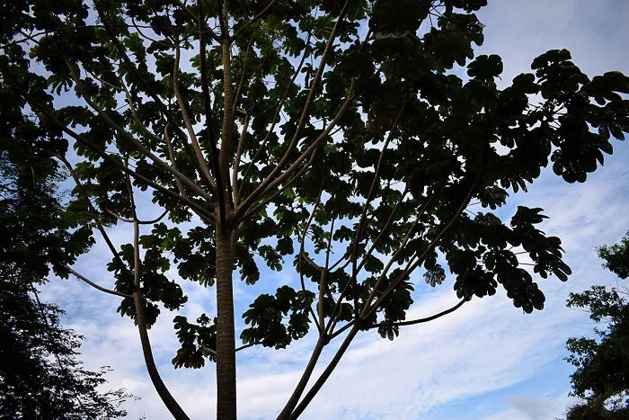 I Spent A Few Hours Exploring Andromeda Botanic Gardens
