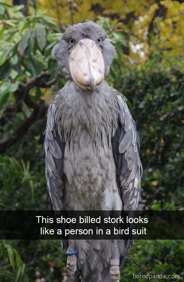 50 Times Birds Were So Funny, People Just Had To Snapchat Them