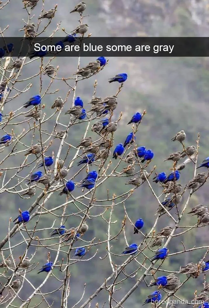 50 Times Birds Were So Funny, People Just Had To Snapchat Them