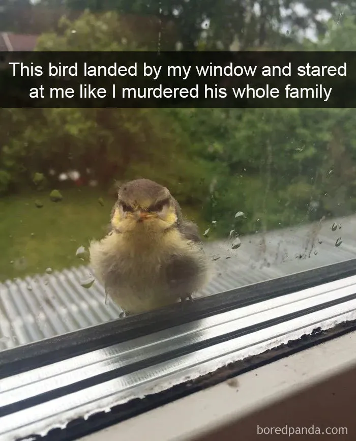 50 Times Birds Were So Funny, People Just Had To Snapchat Them