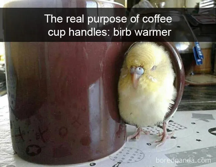 50 Times Birds Were So Funny, People Just Had To Snapchat Them