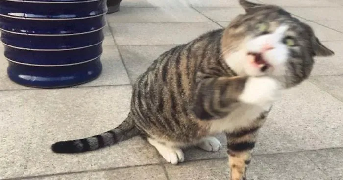 This Cat Is Going Viral For Its Hilariously Dramatic Reactions