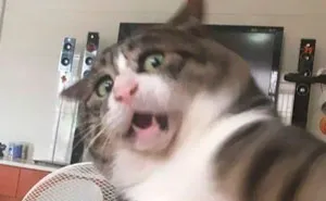 This Cat Is Going Viral For Its Hilariously Dramatic Reactions