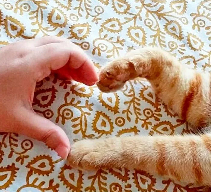 30 Times Jerk Cats Were Publicly Shamed For Their Hilariously Horrible Crimes