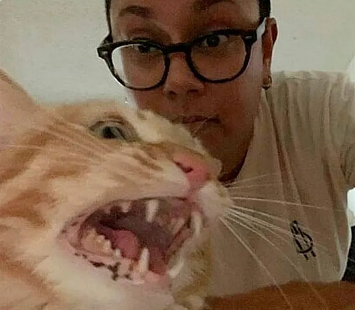 30 Times Jerk Cats Were Publicly Shamed For Their Hilariously Horrible Crimes