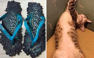 30 Times Jerk Cats Were Publicly Shamed For Their Hilariously Horrible Crimes